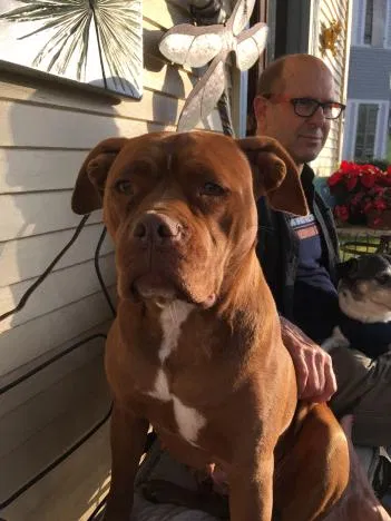 Lost dog in New Orleans, LA, 70119