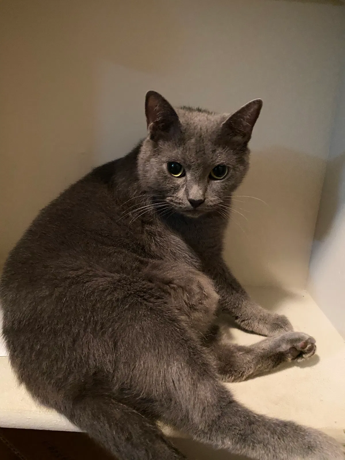 Lost cat in Oklahoma City, OK, 73179