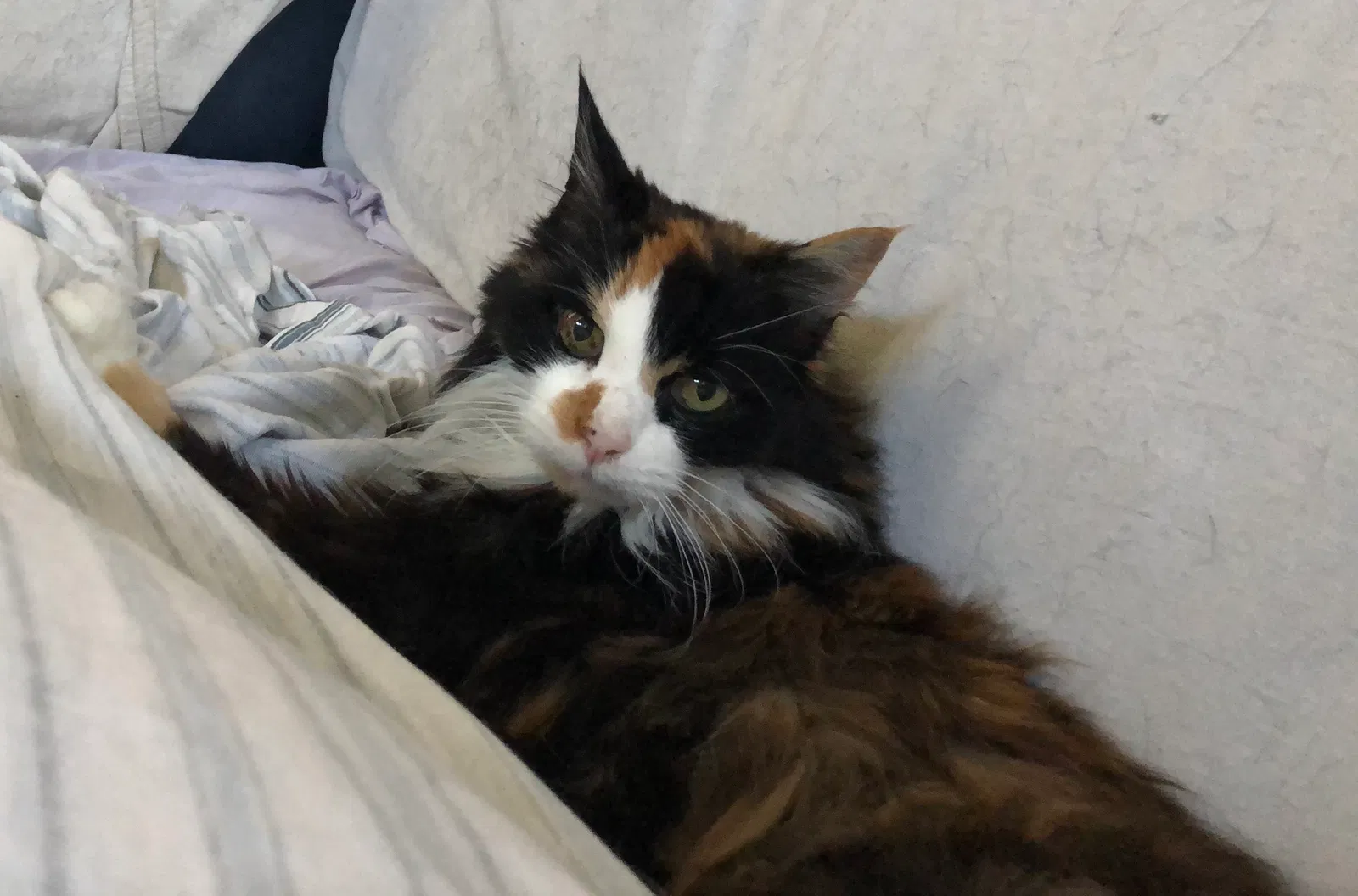 Lost cat in Plain City, OH, 43064