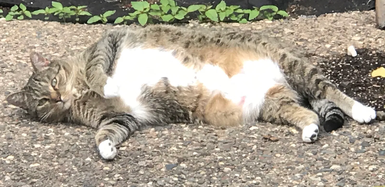 Lost cat in Eden Prairie, MN, 55346