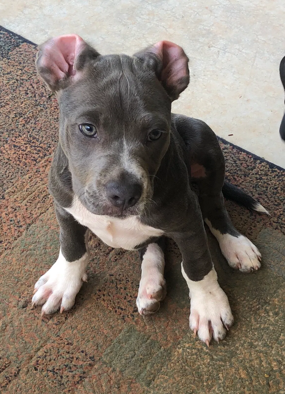 Lost dog in Walhalla, SC, 29691