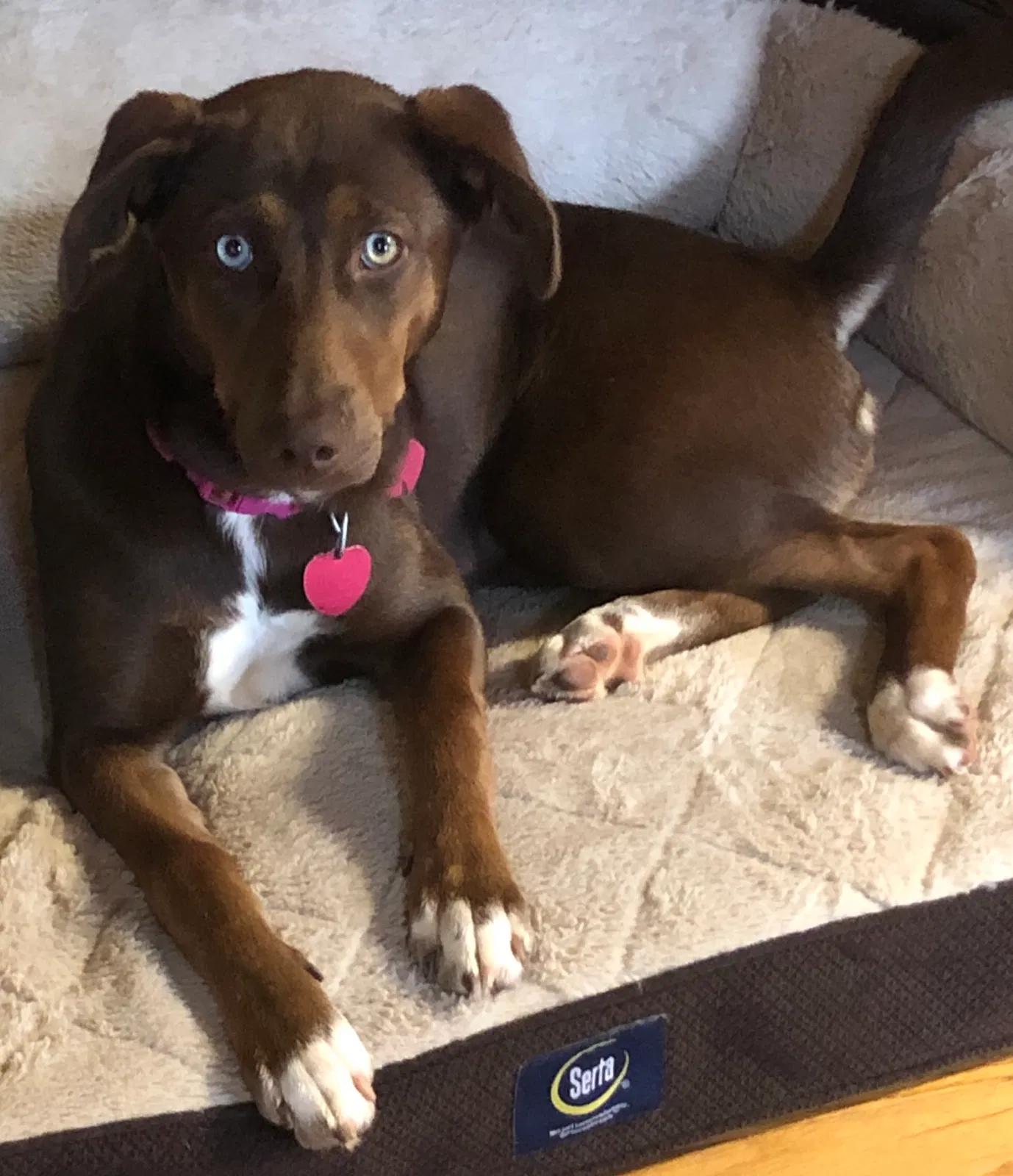 Lost dog in Walhalla, SC, 29691