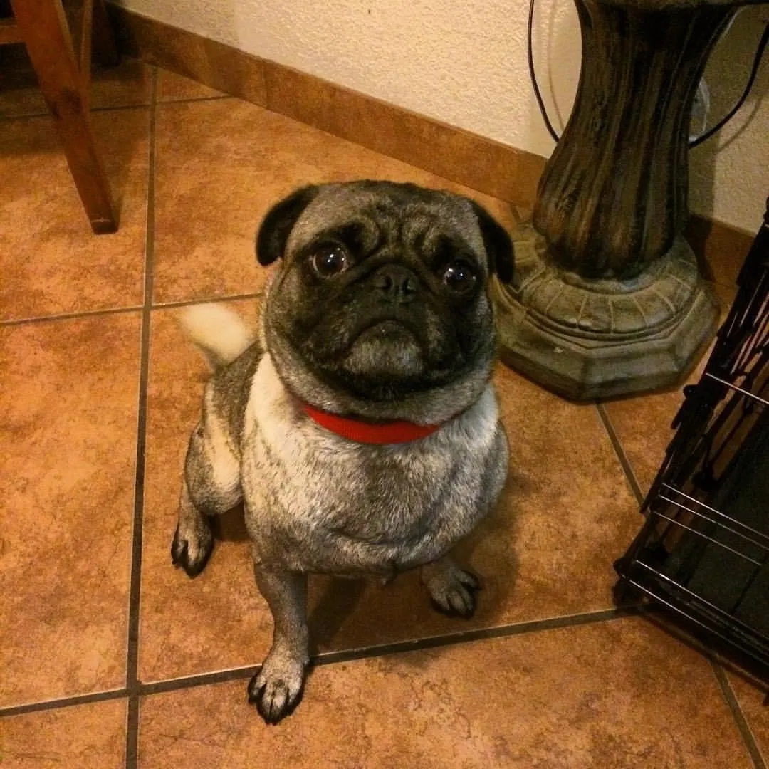 Lost dog in San Diego, CA, 92102