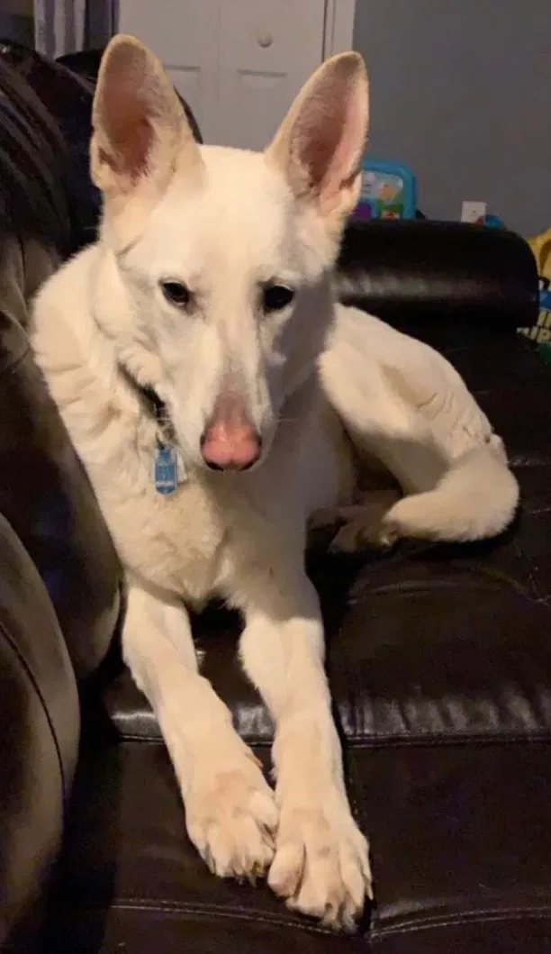 Lost dog in Mc Donald, PA, 15057