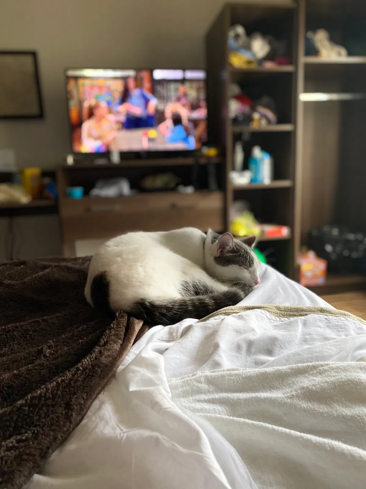 Lost cat in Minneapolis, MN, 55421