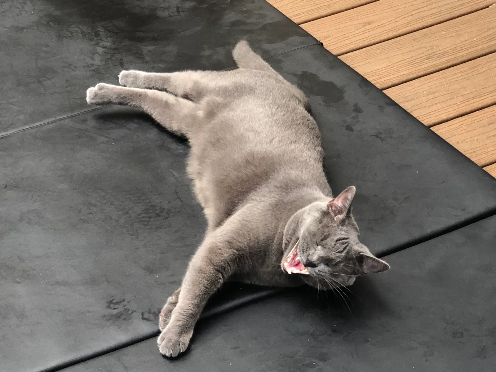 Lost cat in San Diego, CA, 92130