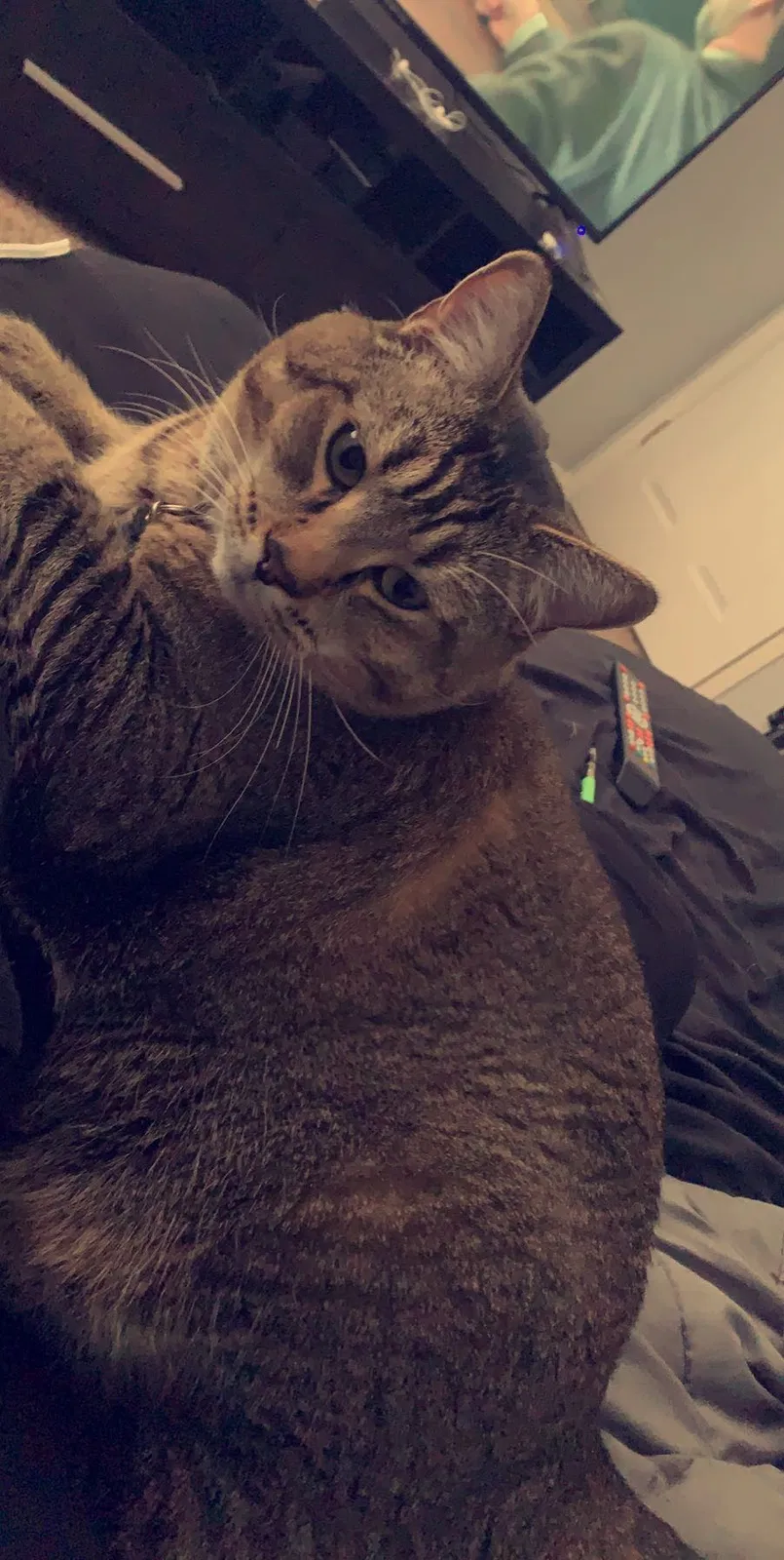 Lost cat in Aurora, CO, 80013