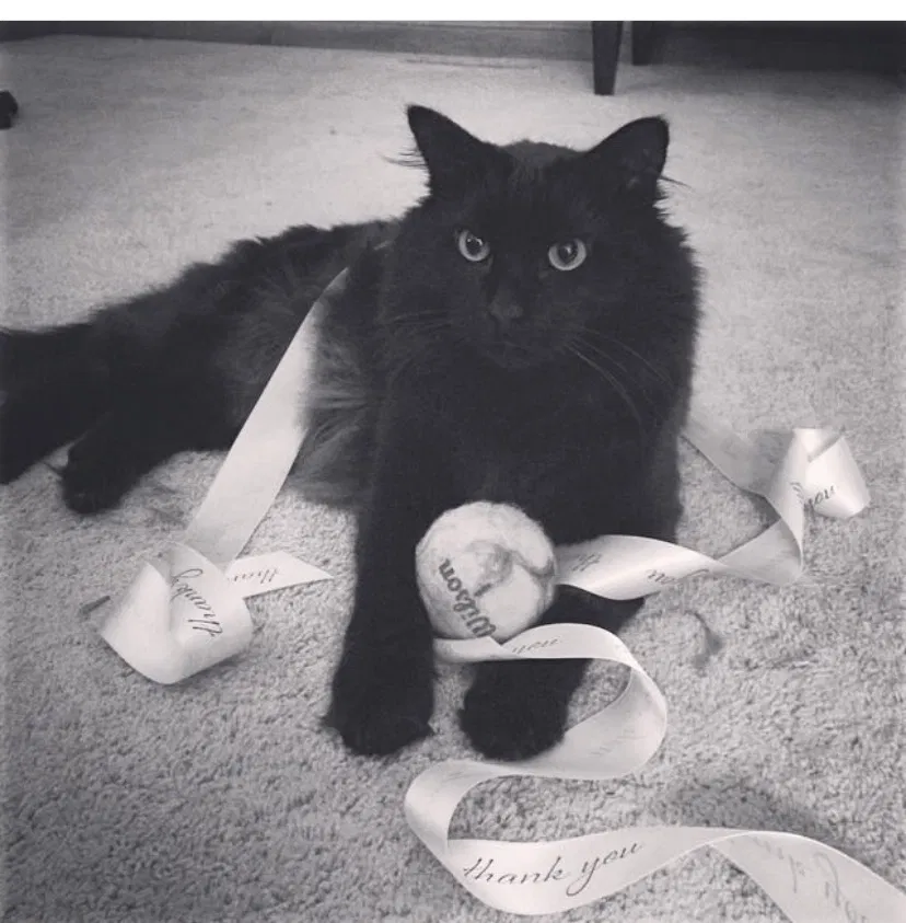 Lost cat in Eden Prairie, MN, 55346