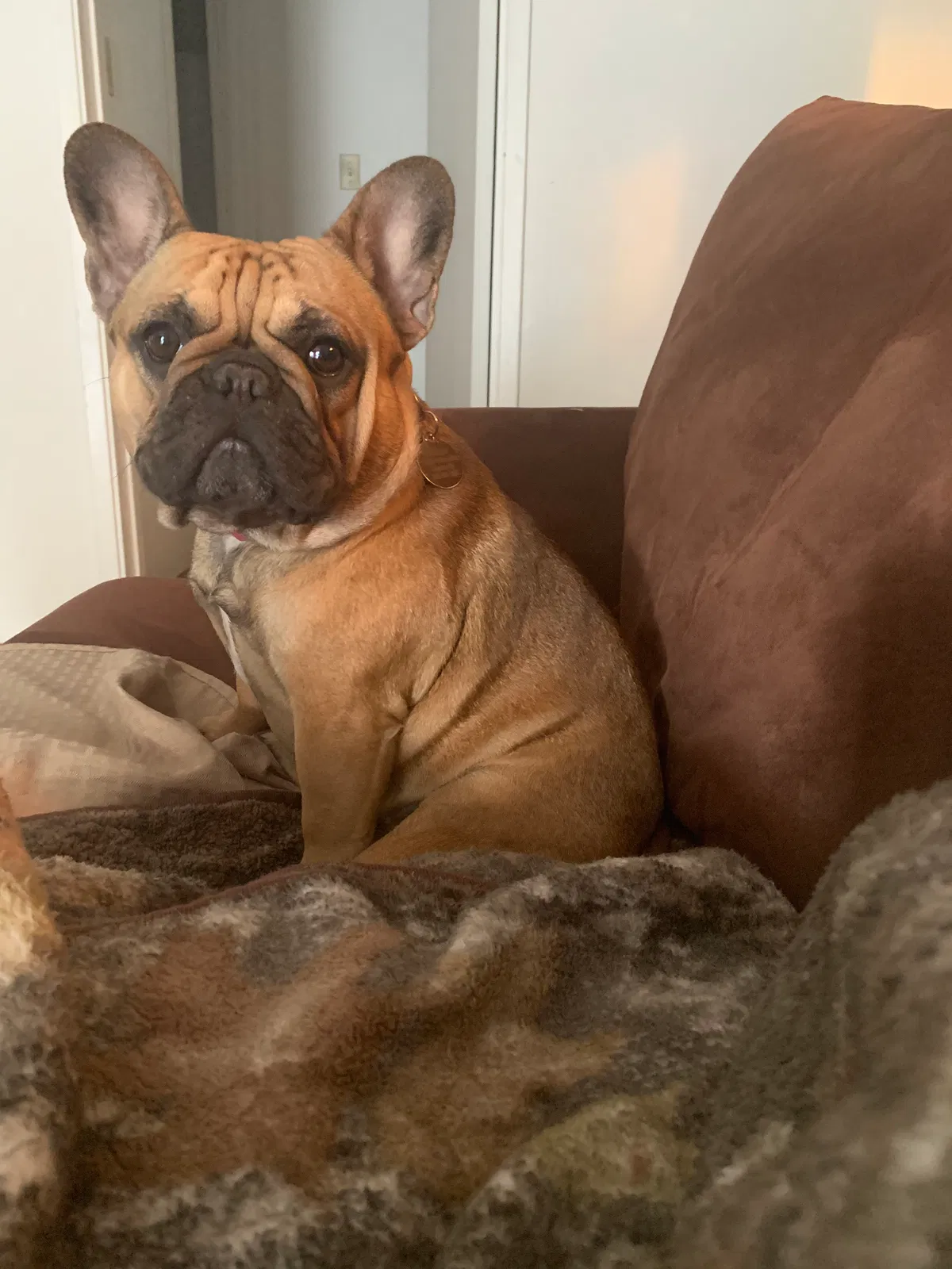 Lost dog in Escalon, CA, 95320