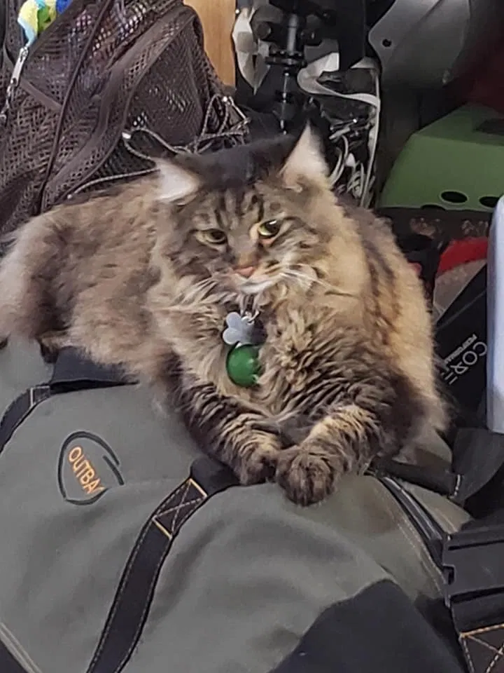 Lost cat in Kenmore, WA, 98028