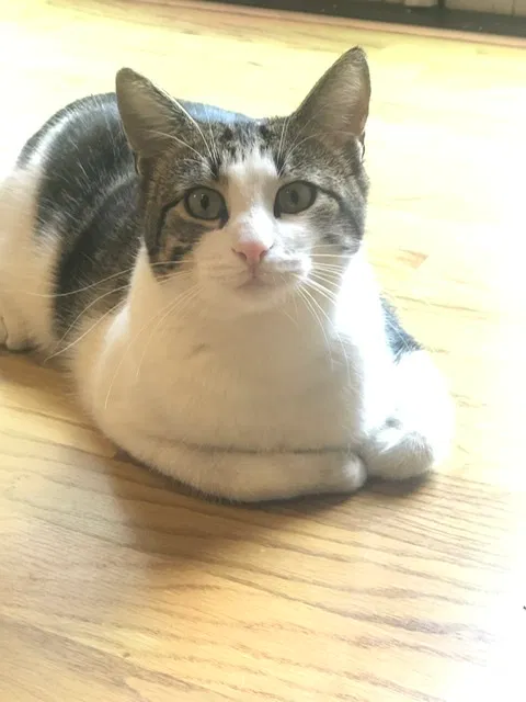 Lost cat in Seattle, WA, 98155