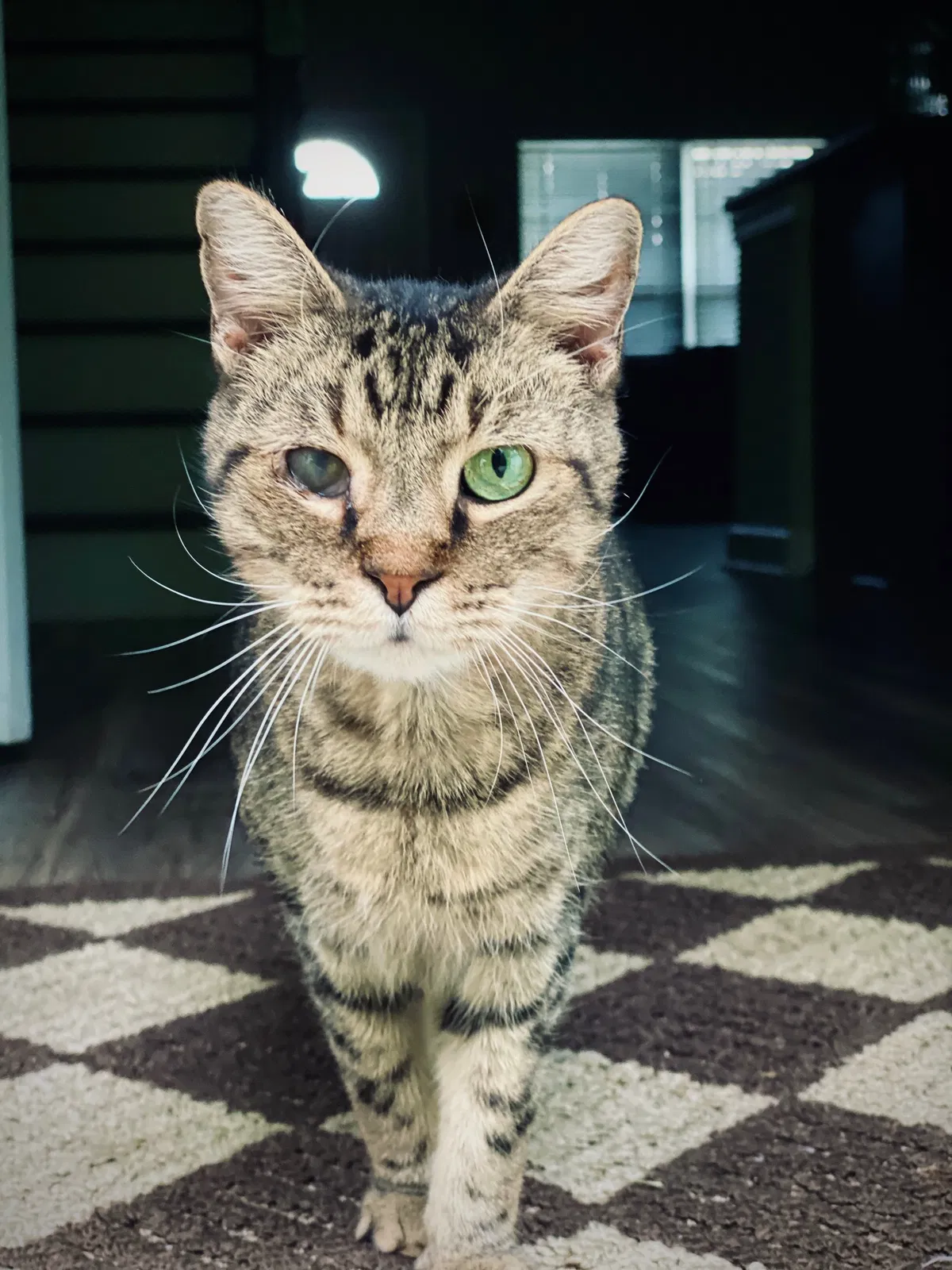 Lost cat in Myrtle Beach, SC, 29588