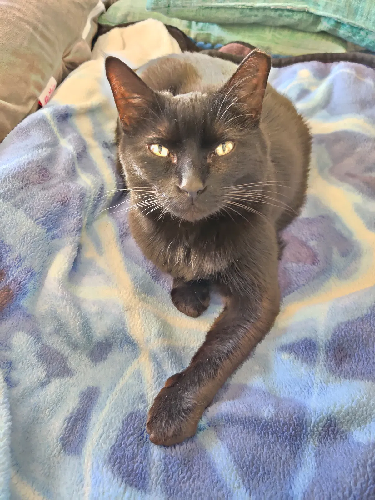 Lost cat in Rio Rancho, NM, 87144