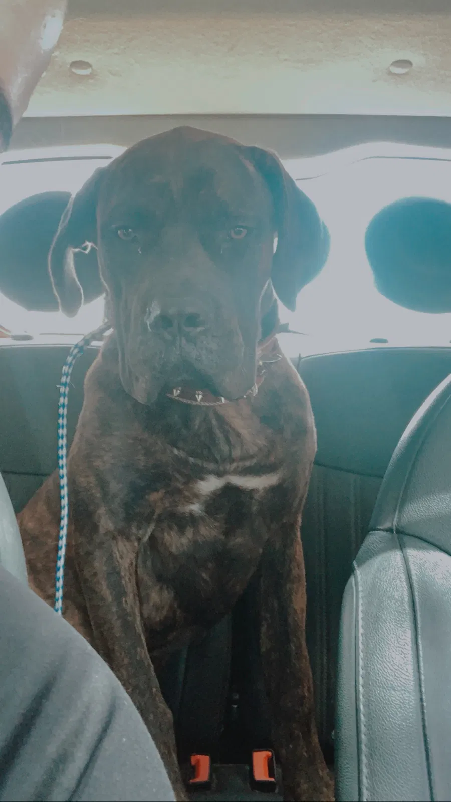 Lost dog in Corpus Christi, TX, 78418