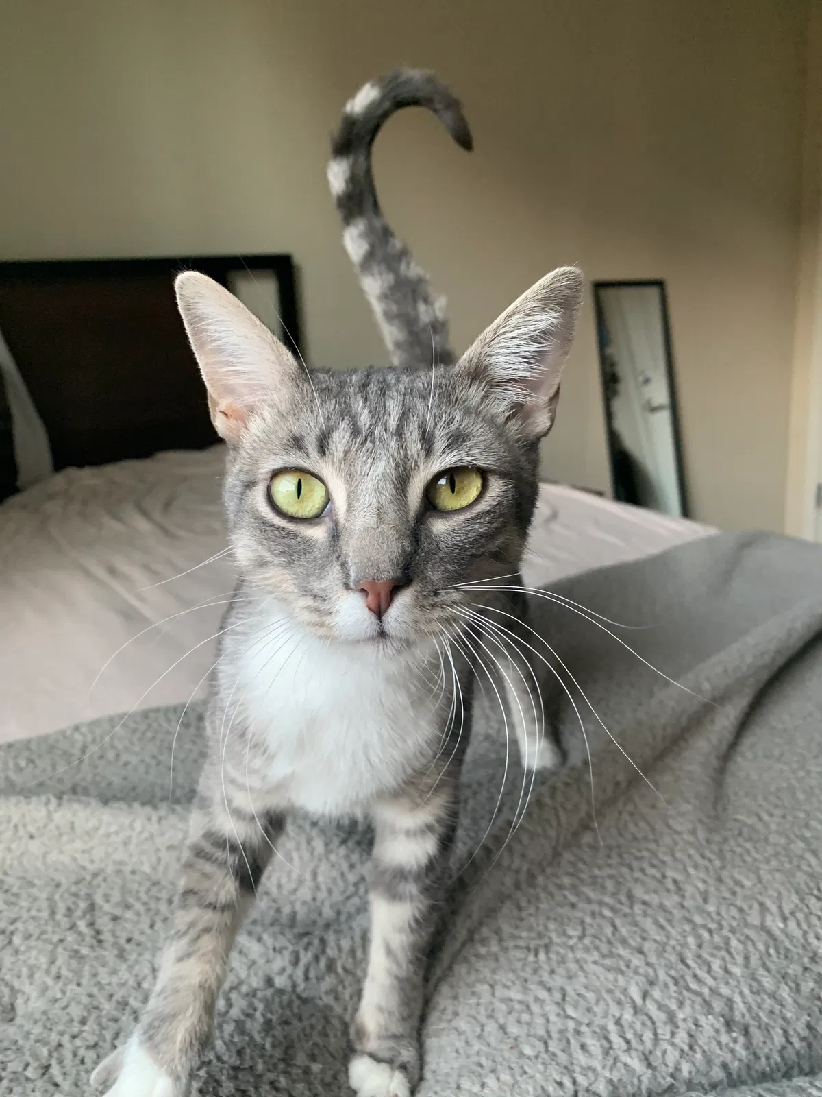 Lost cat in Albuquerque, NM, 87106