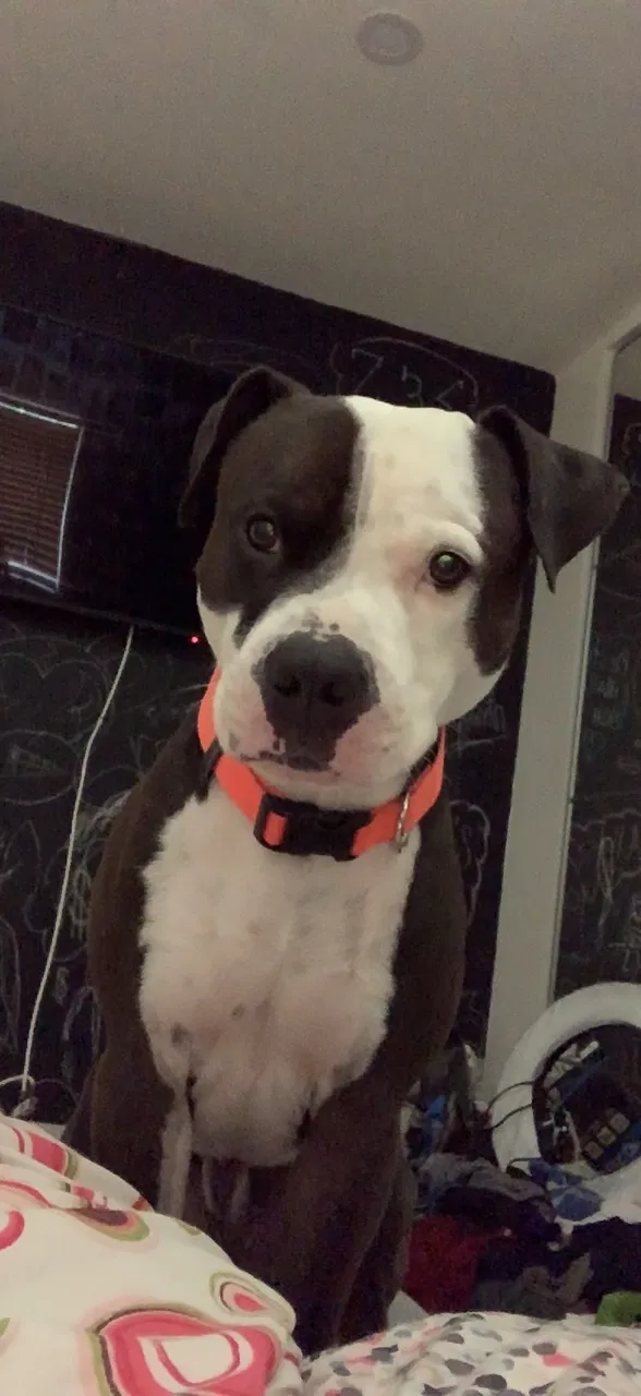 Lost dog in Suffolk, VA, 23434