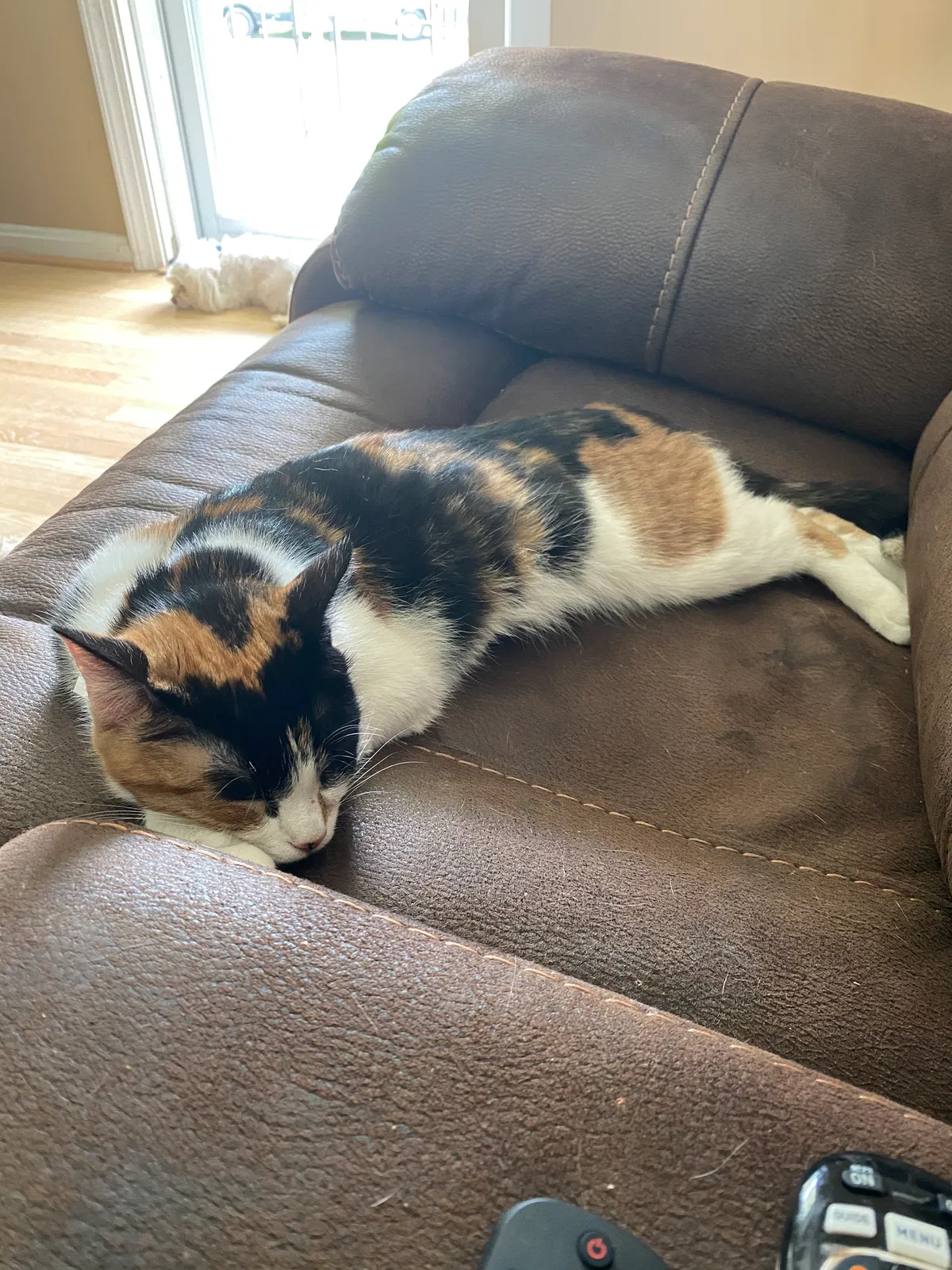 Lost cat in Birmingham, AL, 35213