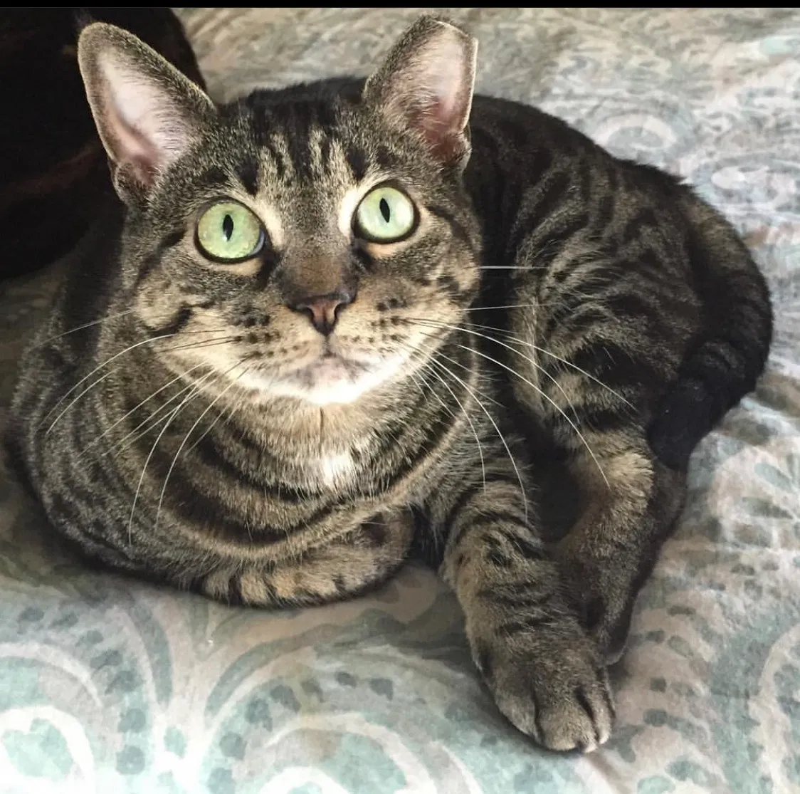 Lost cat in Mesa, AZ, 85206