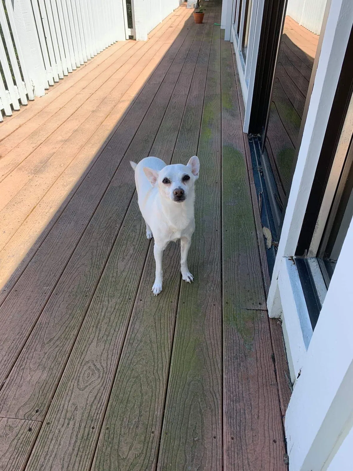 Lost dog in San Francisco, CA, 94109