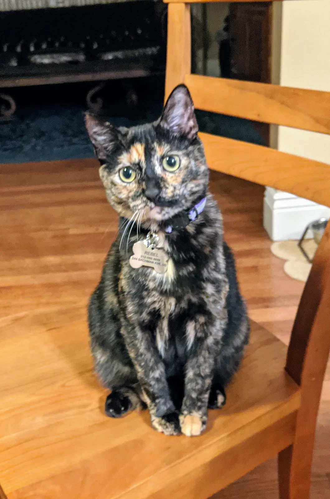Lost cat in Los Gatos, CA, 95030