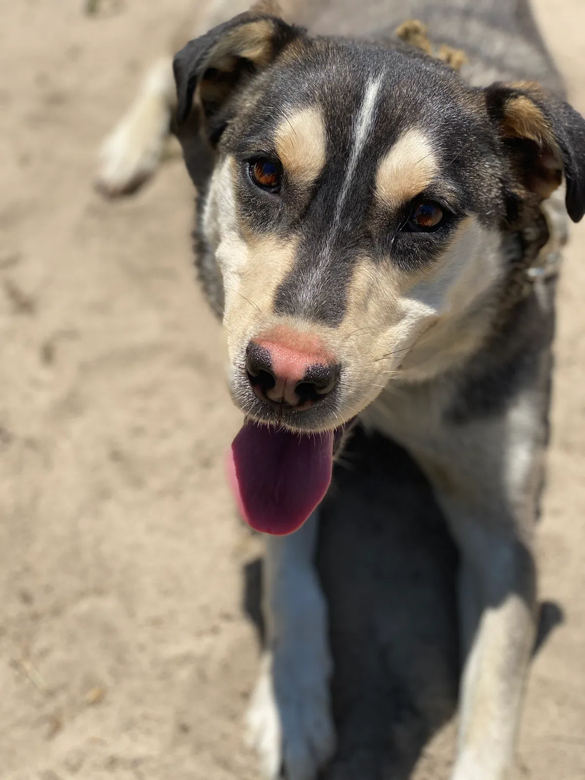 Lost dog in Shannon, NC, 28386