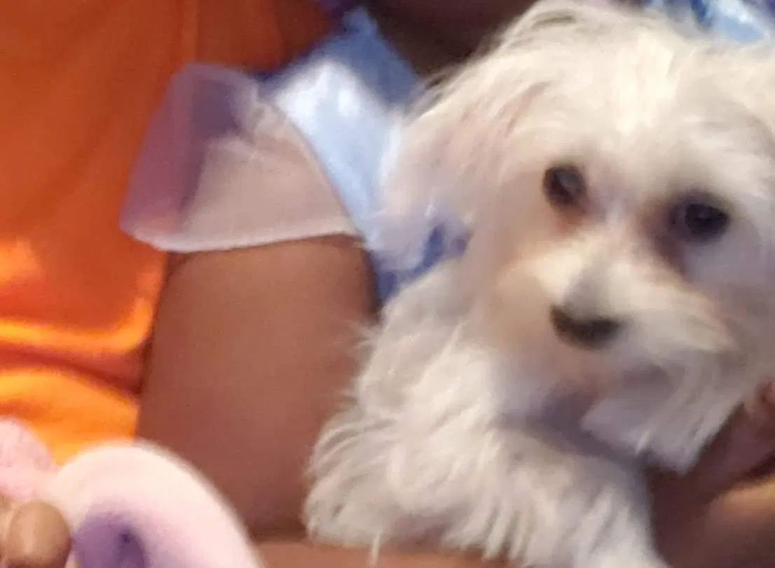 Lost dog in Lexington, KY, 40509