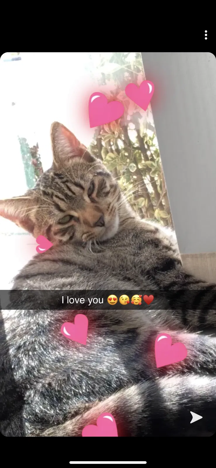 Lost cat in Sparks, NV, 89436