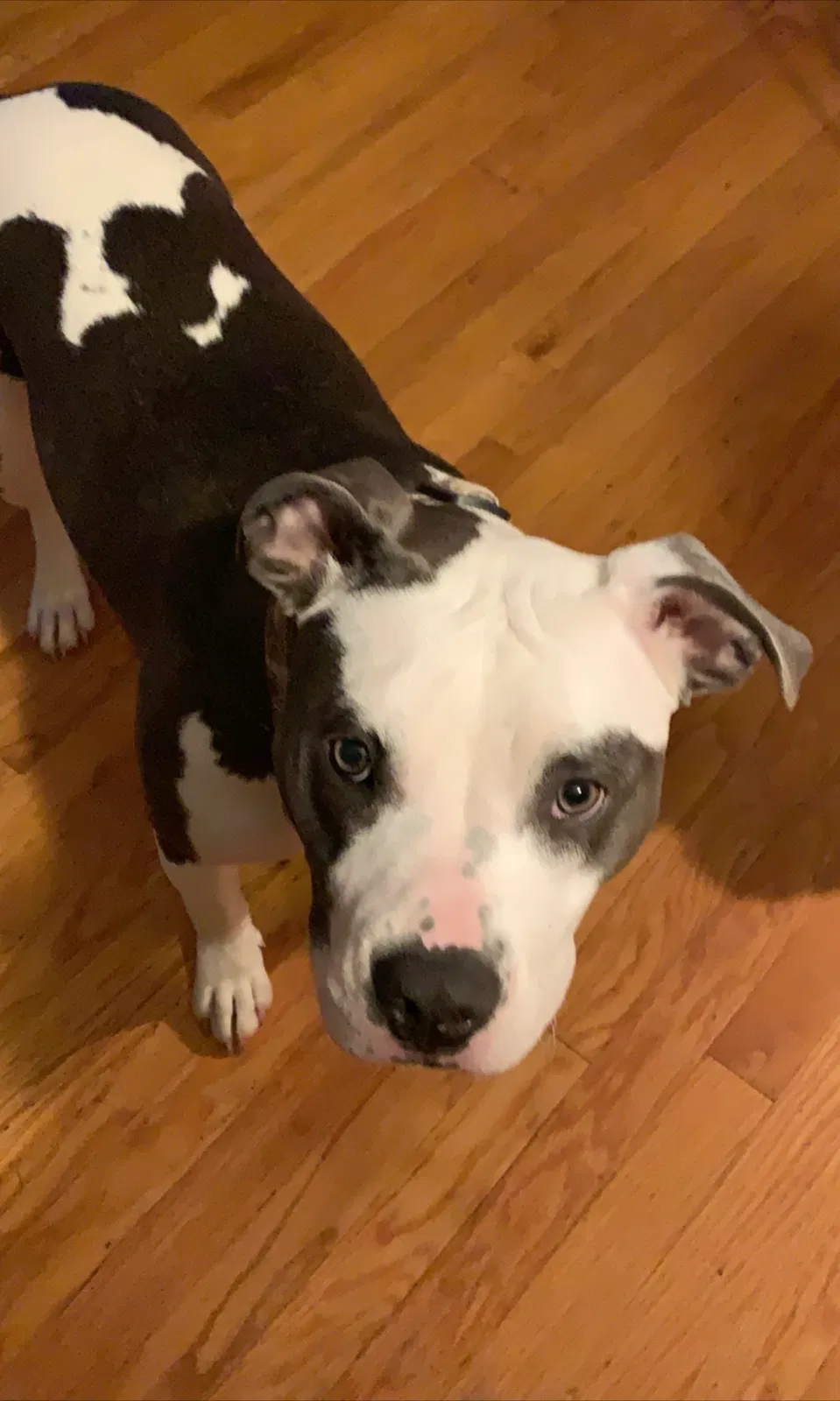 Lost dog in Hebron, KY, 41048