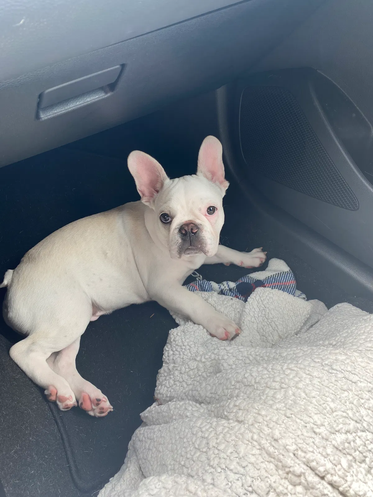 Lost dog in Bessemer, AL, 35023