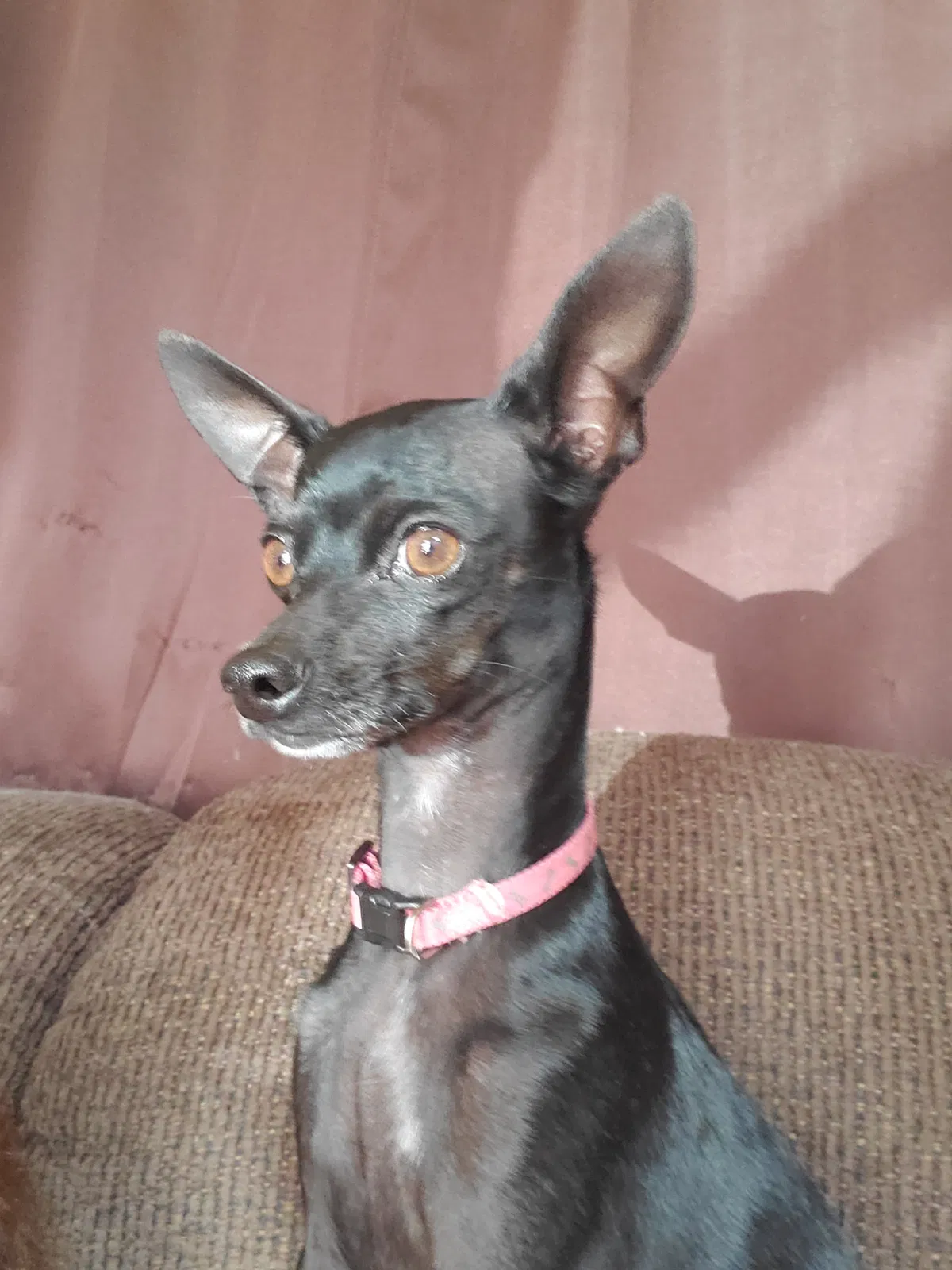 Lost dog in Denver, CO, 80214