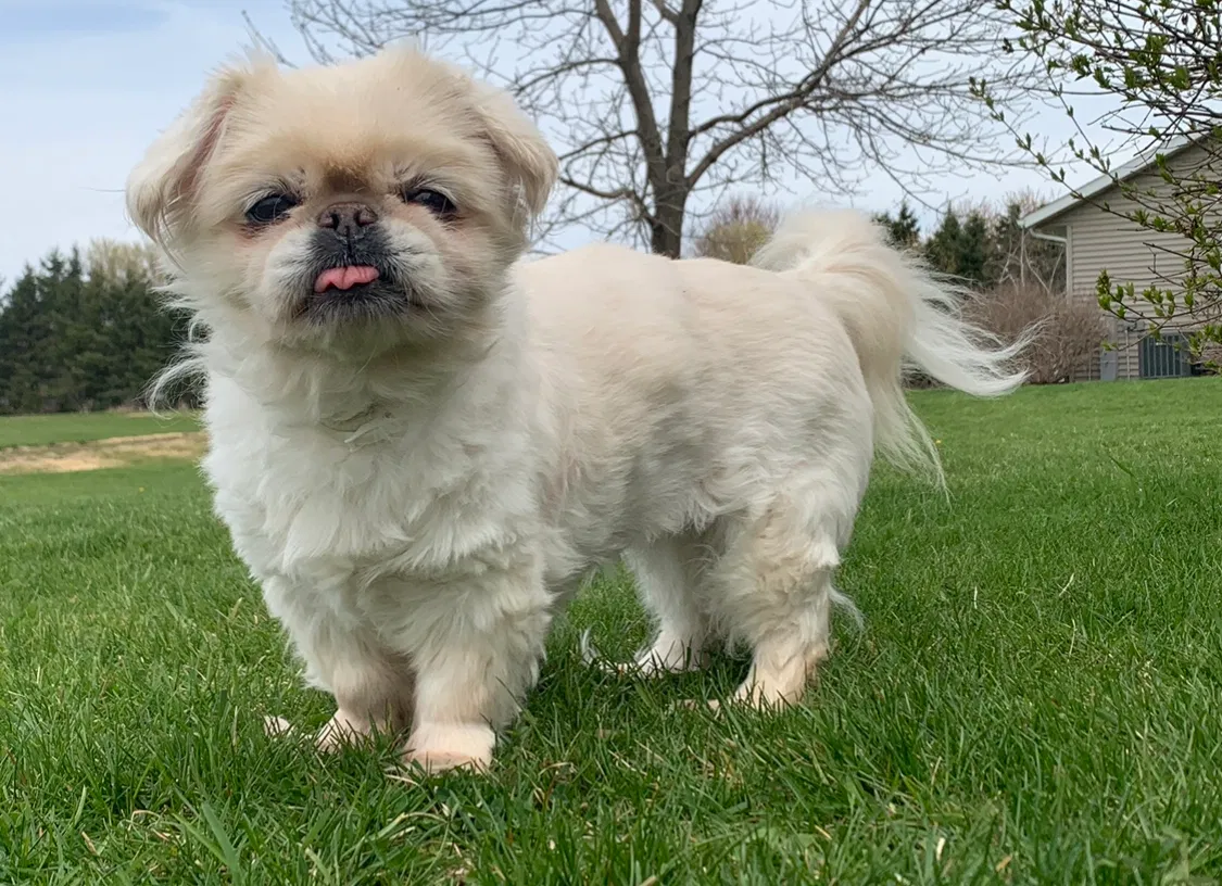 Lost dog in De Pere, WI, 54115