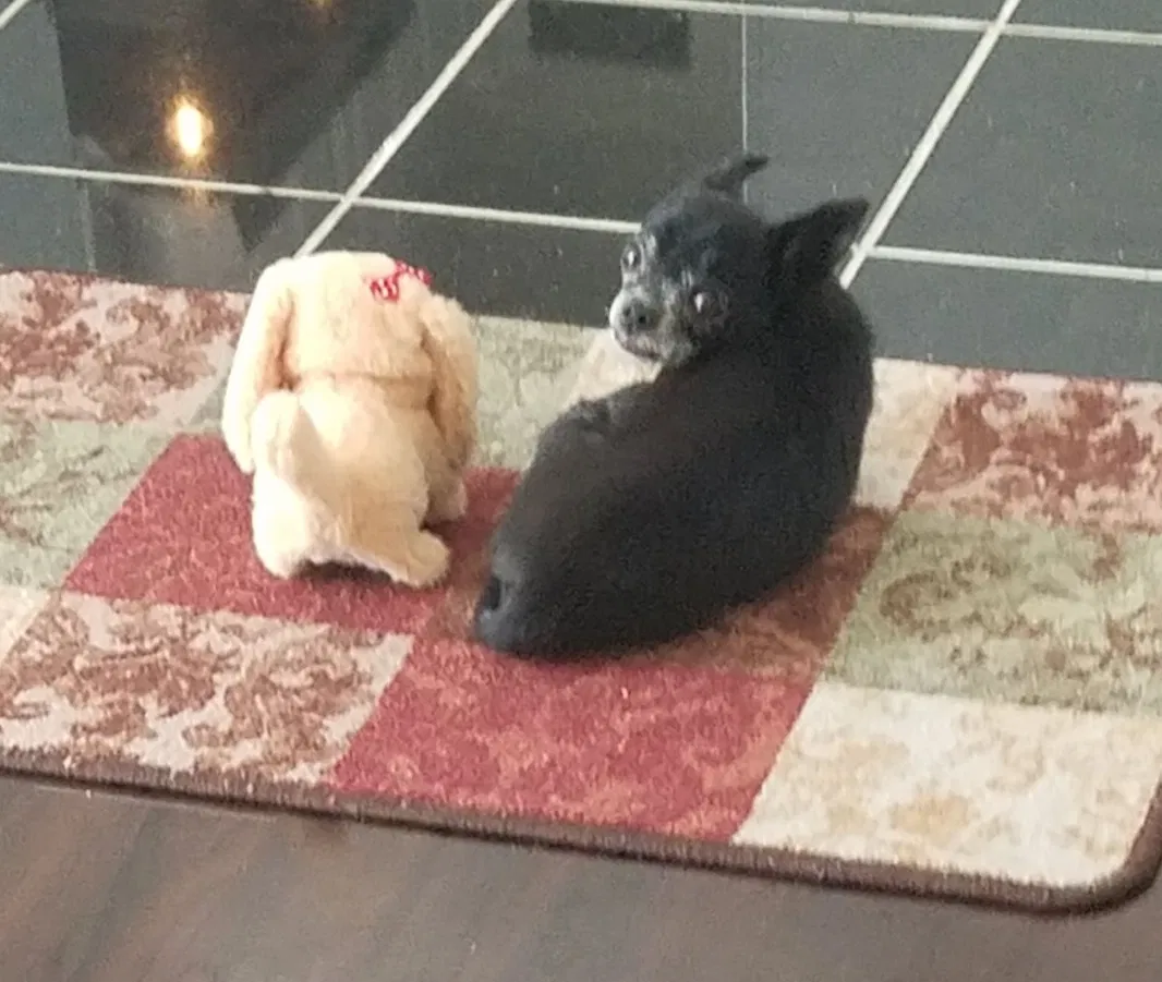 Lost dog in Tobaccoville, NC, 27050