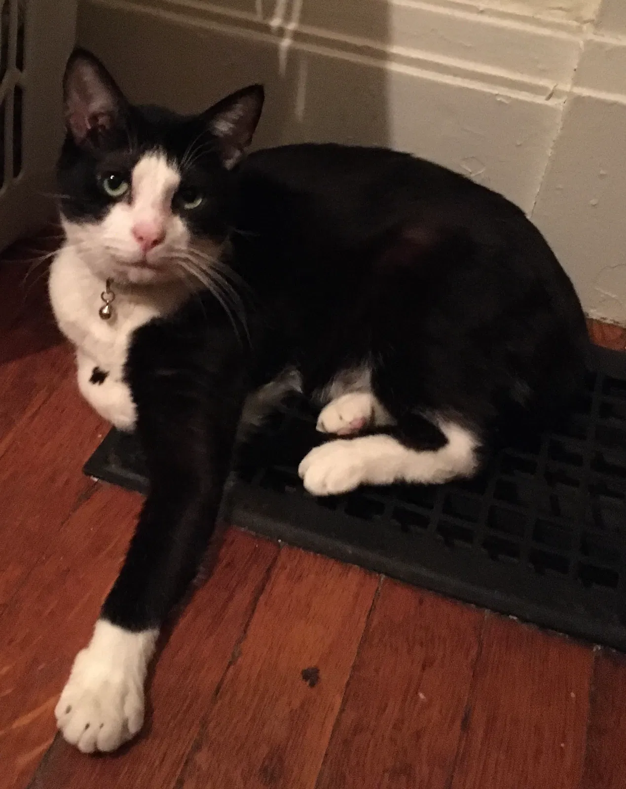 Lost cat in Columbus, OH, 43203
