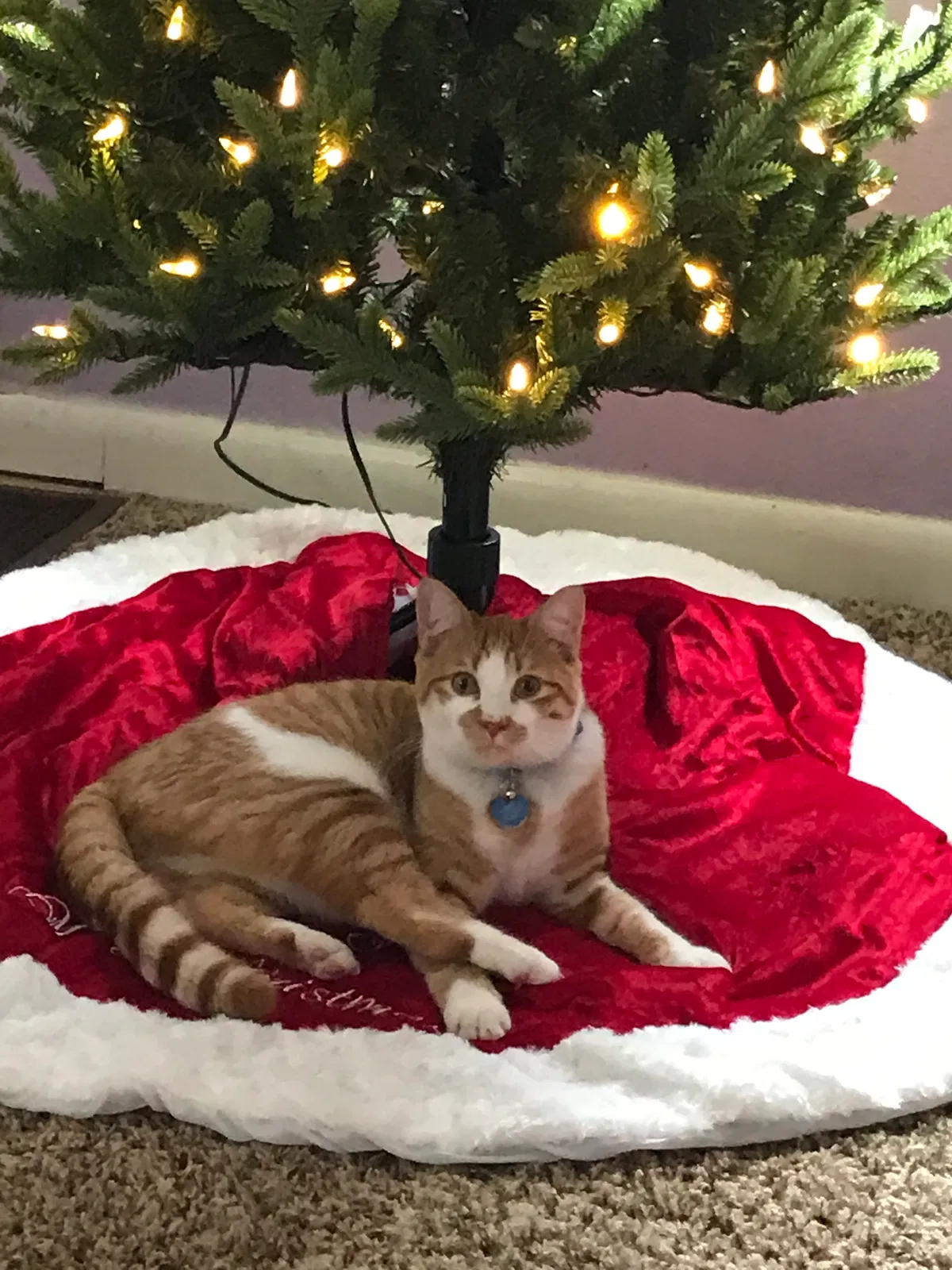 Lost cat in Loveland, CO, 80537