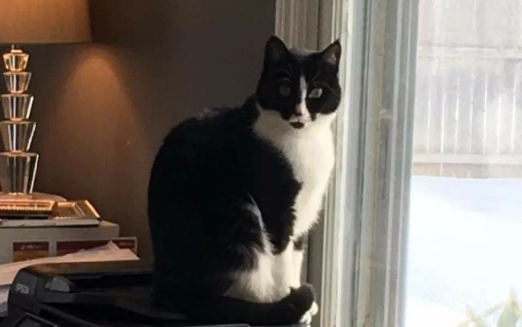 Lost cat in Selkirk, NY, 12158