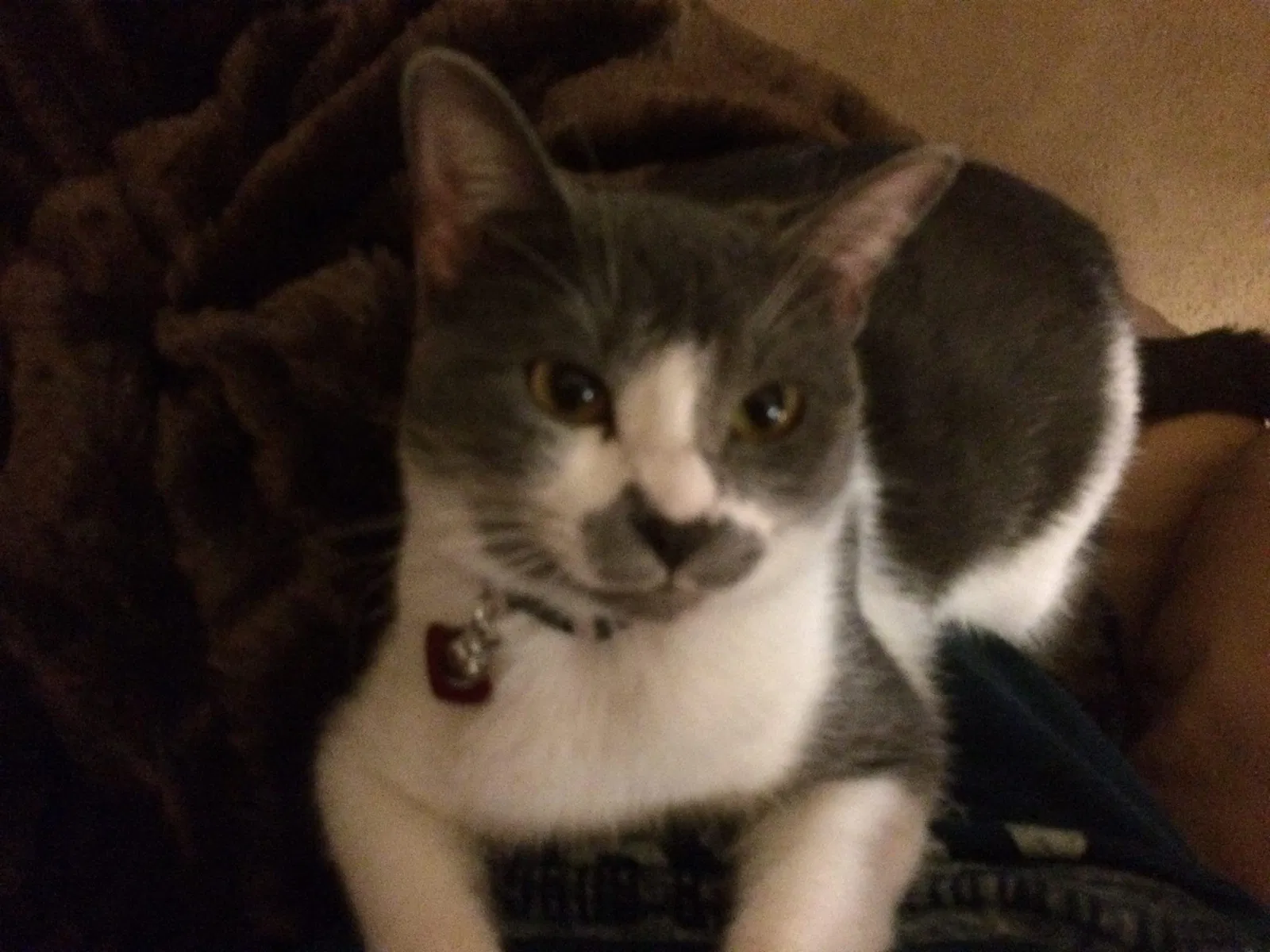 Lost cat in Lake Stevens, WA, 98258