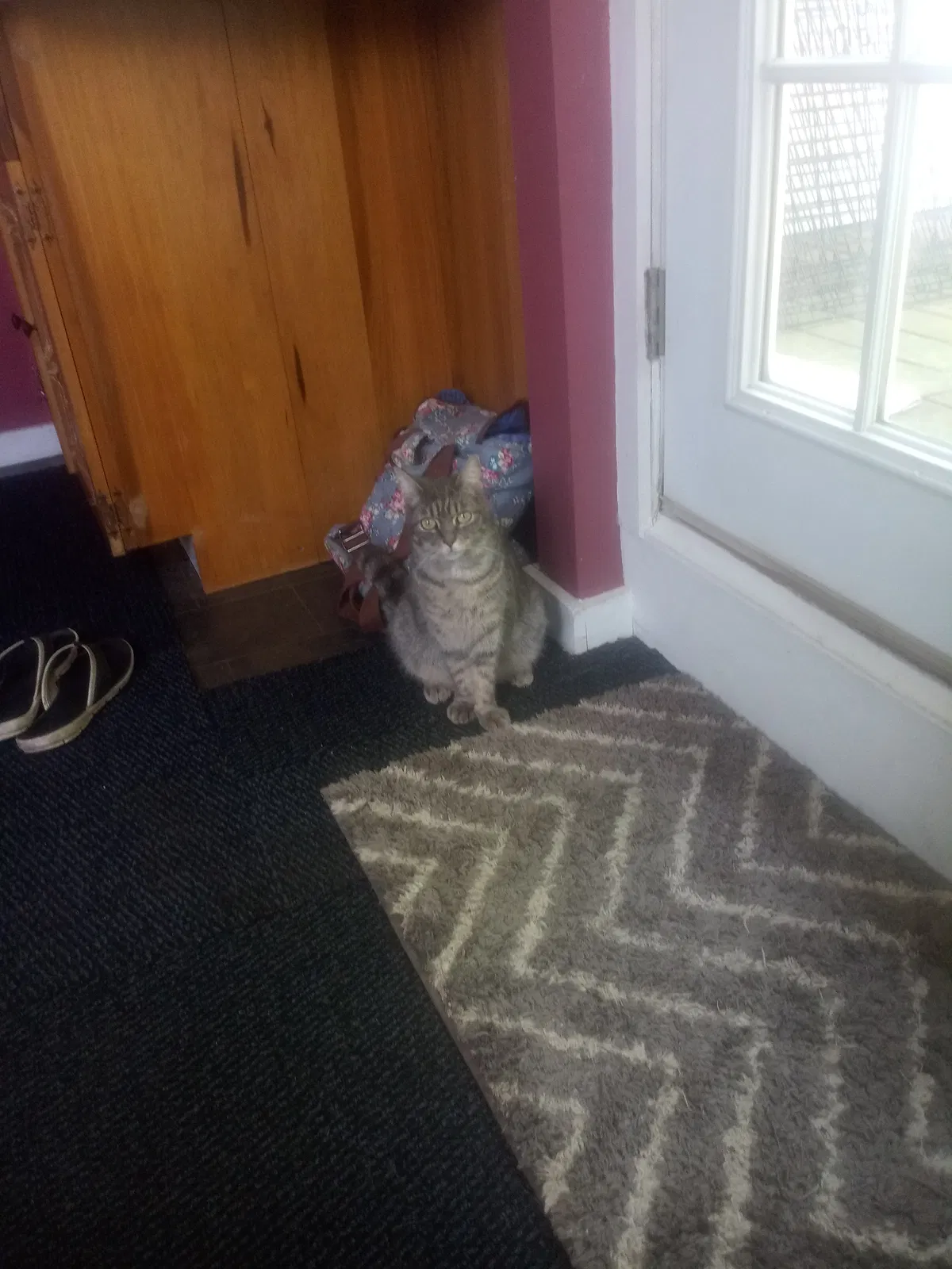 Lost cat in Mechanicsburg, PA, 17055