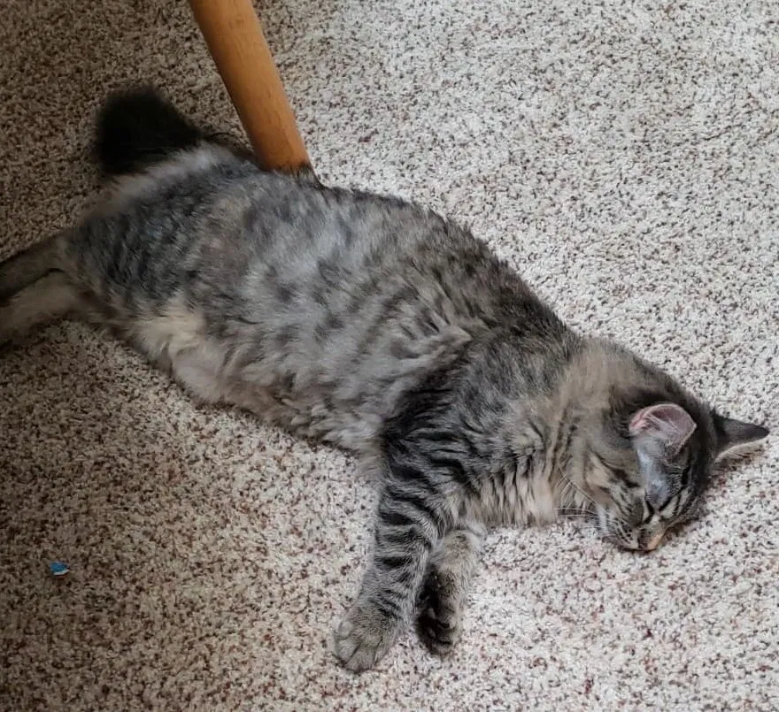 Lost cat in Junction City, OR, 97448