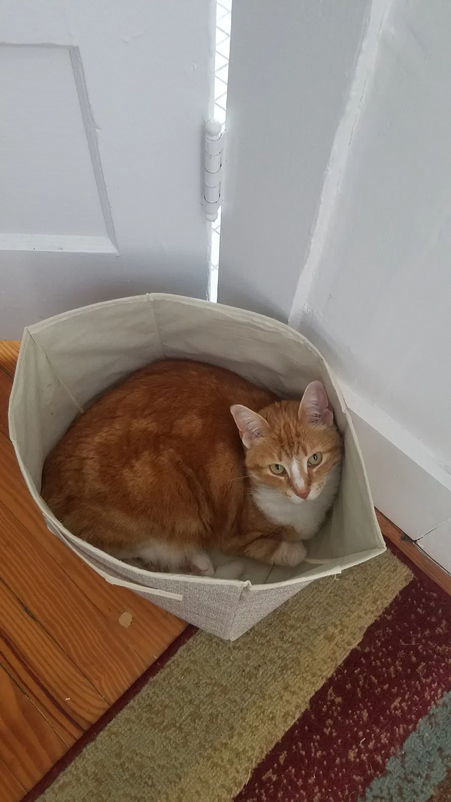 Lost cat in Blacksburg, VA, 24060