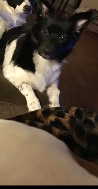 Lost dog in Tulsa, OK, 74107