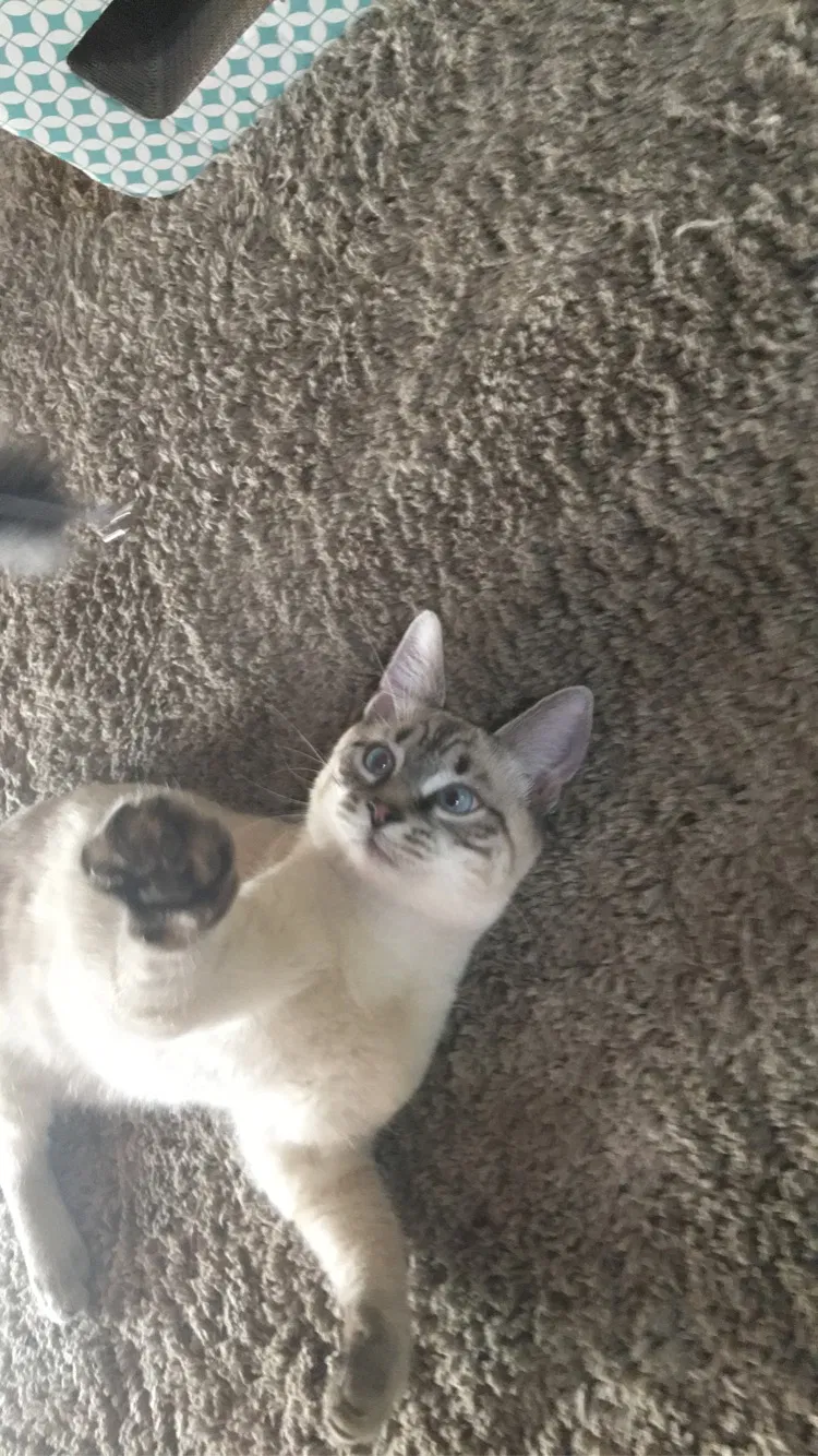 Lost cat in Unknown, OR, 97703