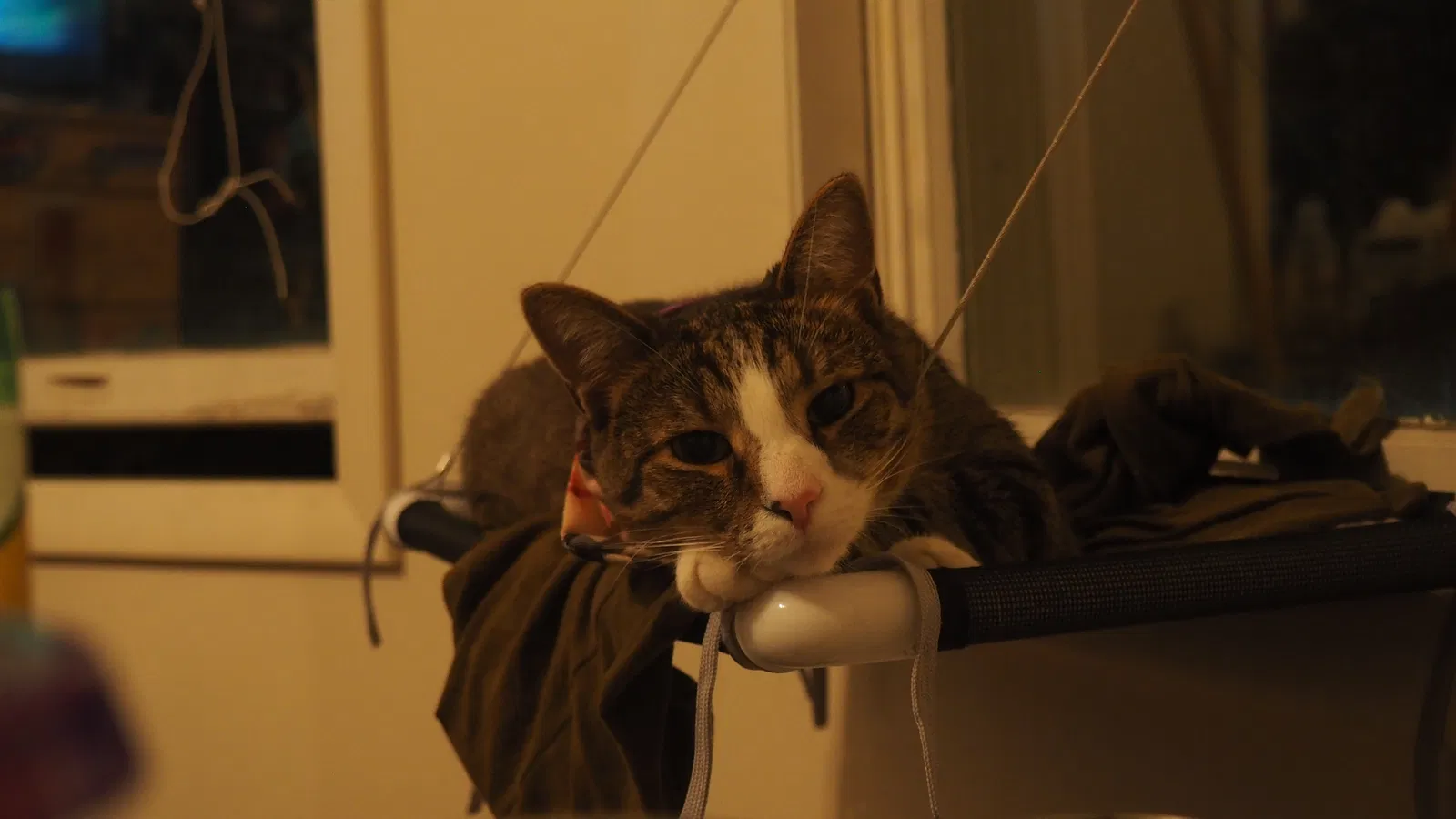 Lost cat in Pittsburgh, PA, 15217