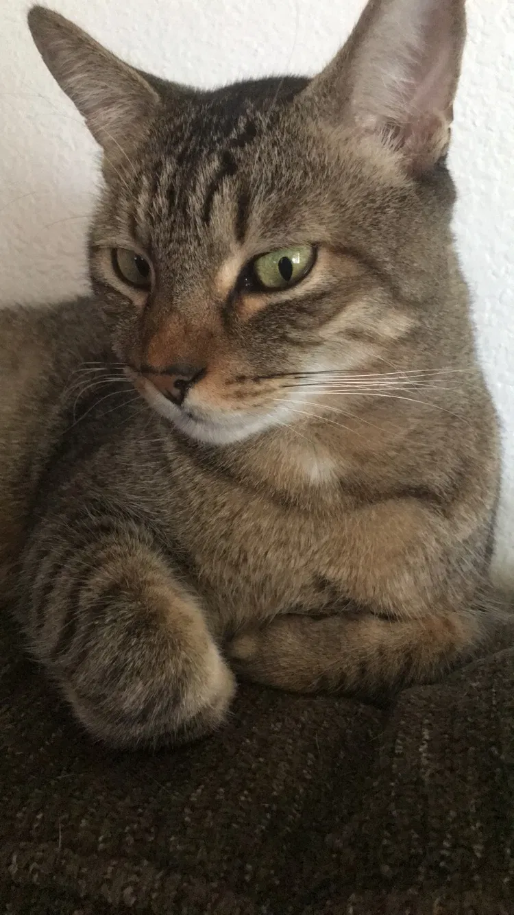 Lost cat in Chico, CA, 95928