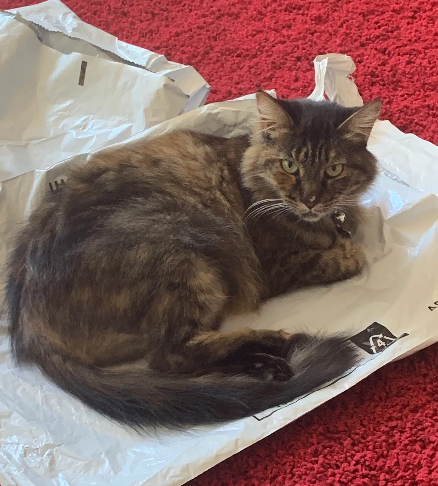Lost cat in Aptos, CA, 95003