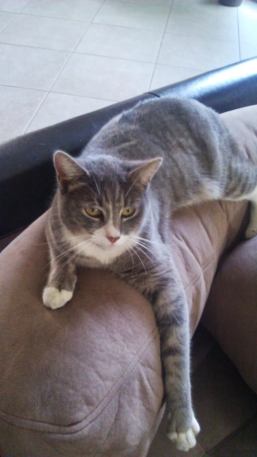Lost cat in Norco, CA, 92860