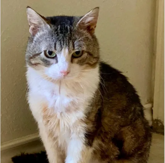 Lost cat in Austin, TX, 78751