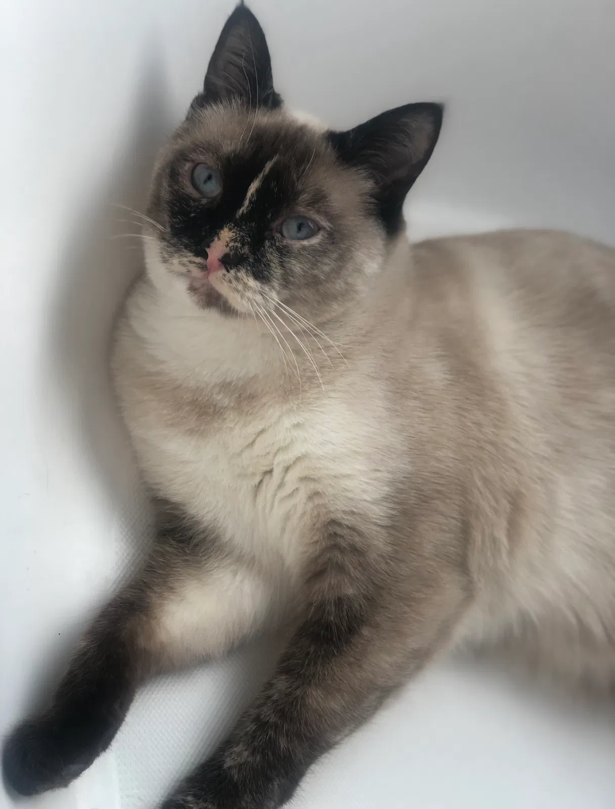 Lost cat in El Paso, TX, 79938