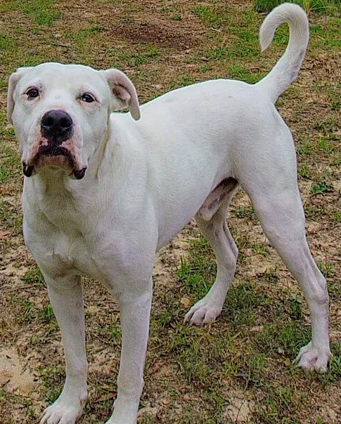 Lost dog in Defuniak Springs, FL, 32433