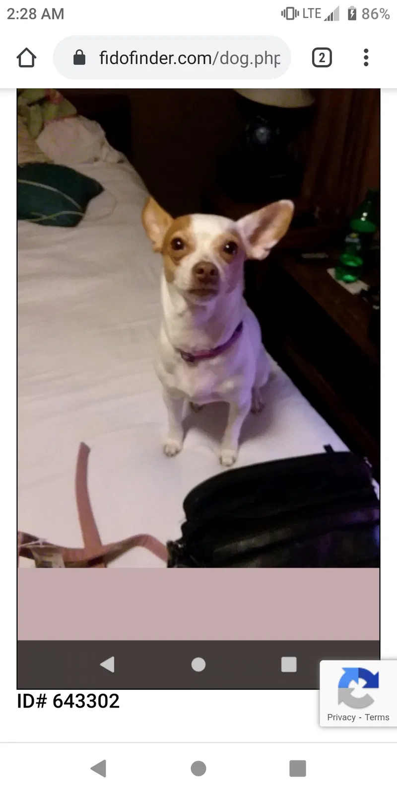 Lost dog in Athens, AL, 35611