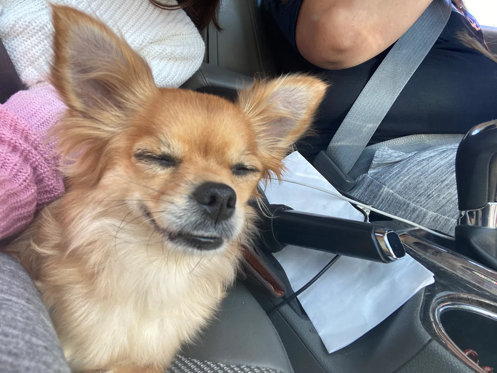 Lost dog in Henderson, NV, 89015